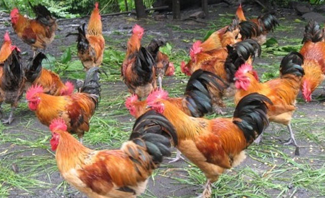 鸡拉黑便喂啥药,鸡拉黑屎是怎么回事