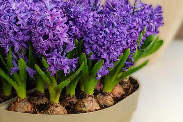 绿萝有毒长寿花有毒吗,绿萝有毒吗什么花有毒