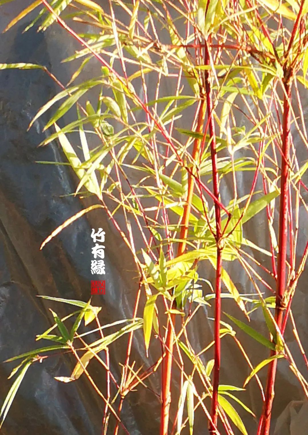 观赏竹怎么养护种植,养竹用什么营养液