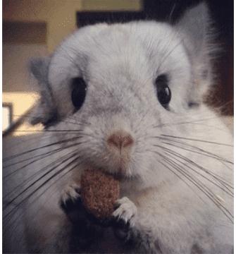 龙猫异宠,你所不知道的二次元小说