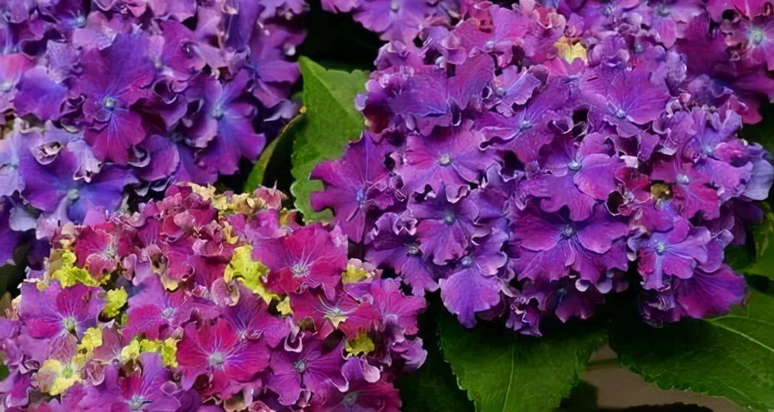 十大顶级绣球品种,最好养的绣球品种