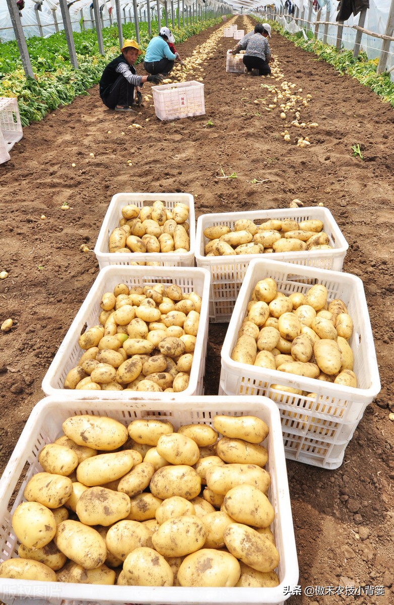 土豆高产种植技术全过程,秋土豆种植技术怎么才能高产