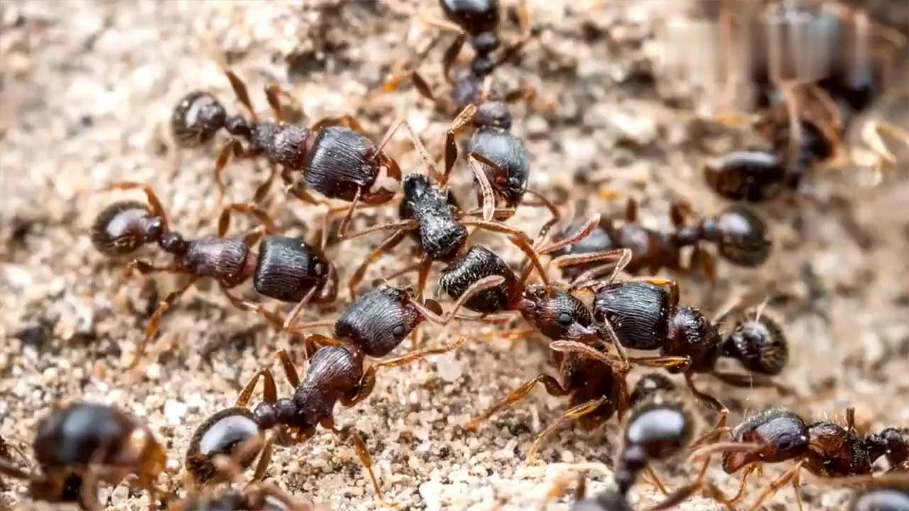 钓鱼有红蚁咬如何防范,正在钓鱼发现红火蚁被咬了一口