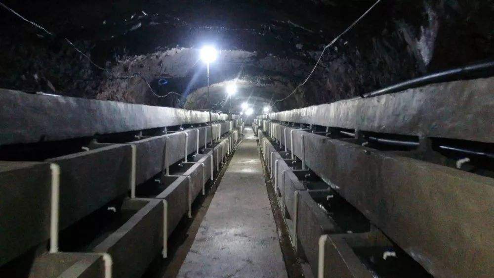 张家界桑植娃娃鱼养殖,桑植哪里有养殖娃娃鱼的