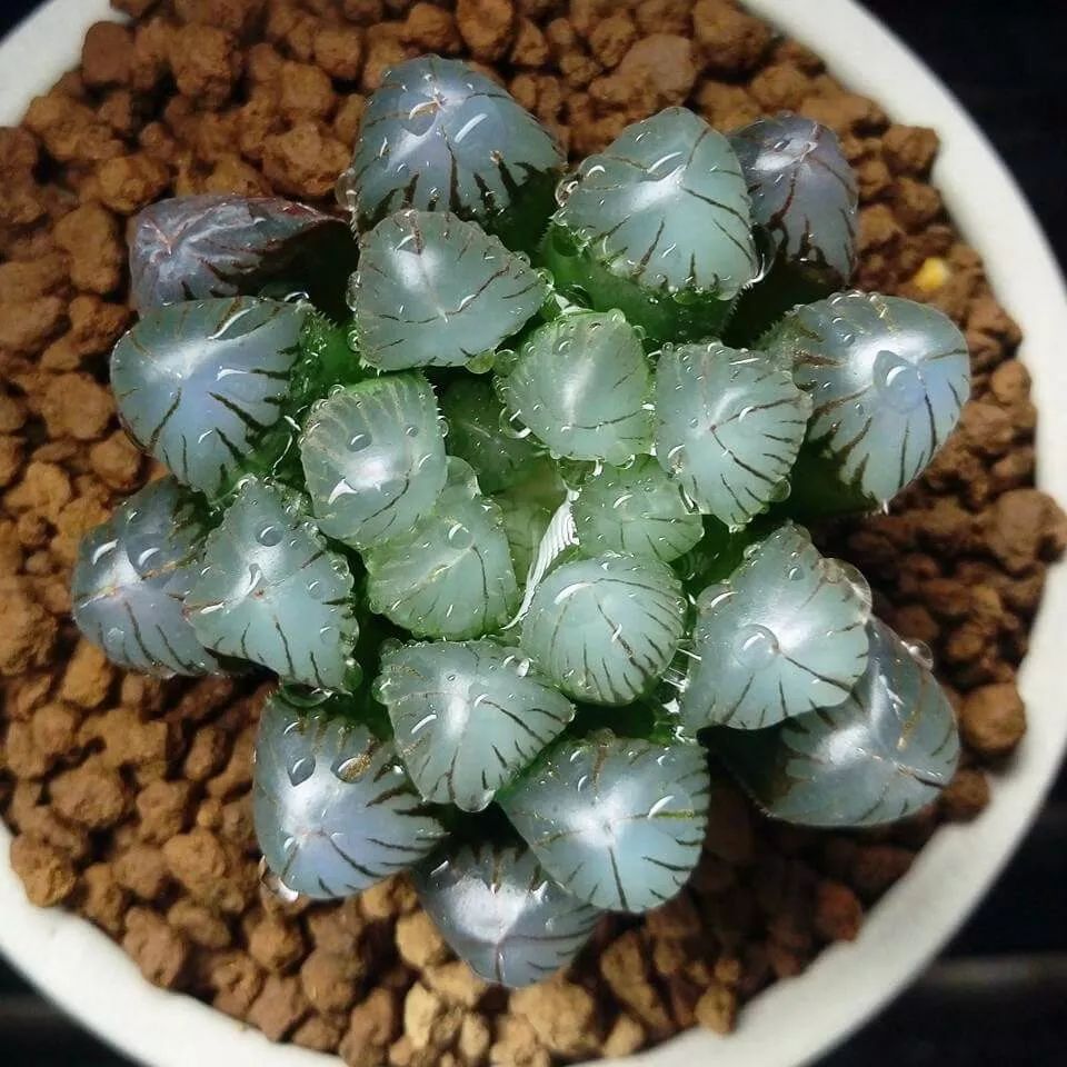 世界十大漂亮名贵花卉,植物研究世界名贵花卉