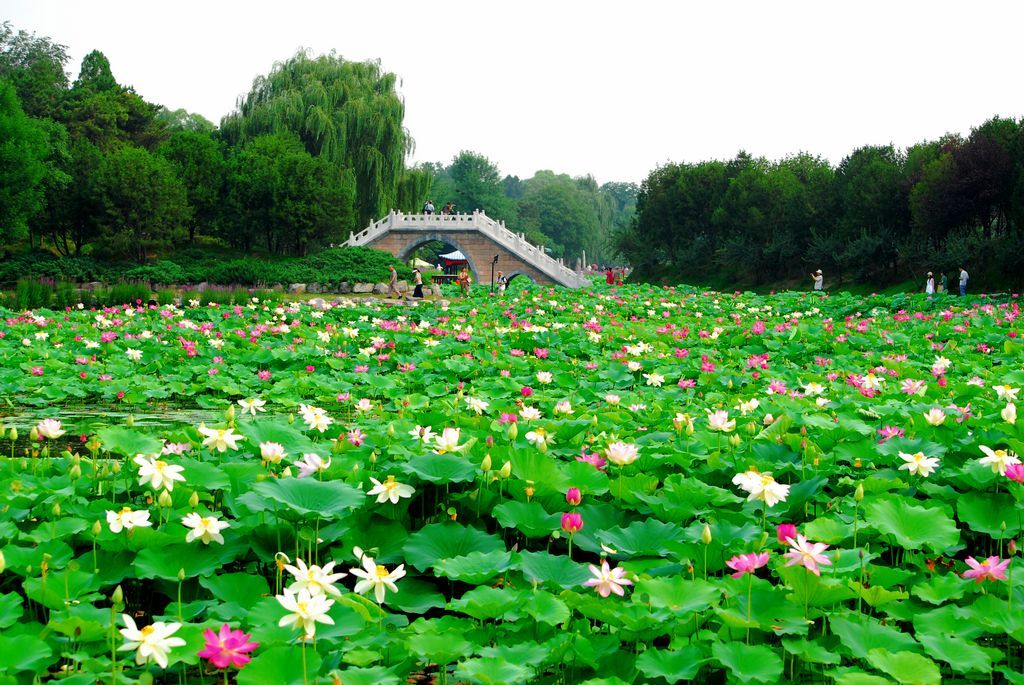 北京赏荷,了解十大赏荷胜地