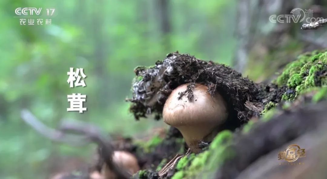 中央频道致富经节目,中央电视台致富经靠谱吗