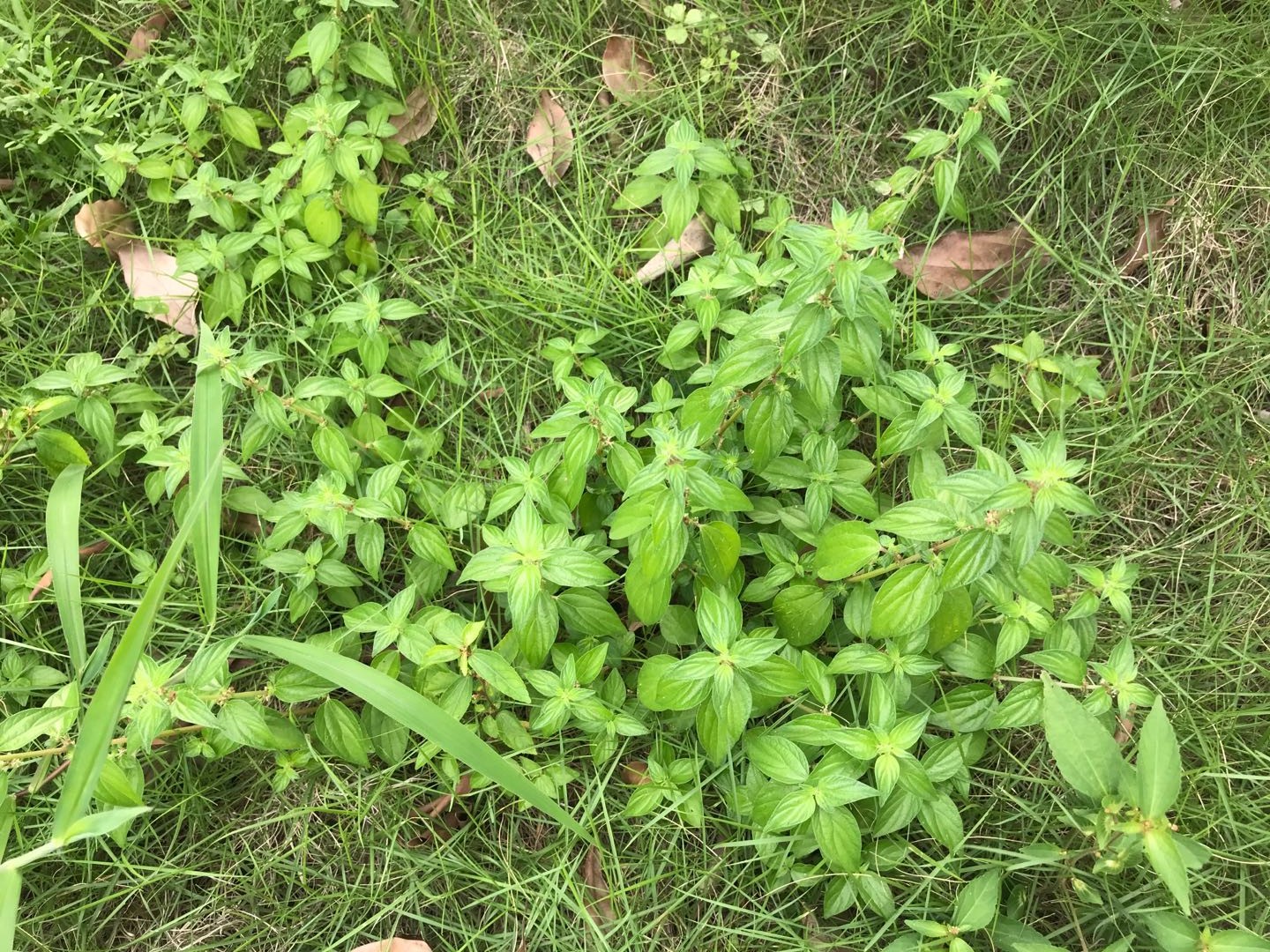 雾水葛治病民间偏方,查草药雾水葛的功能与主治