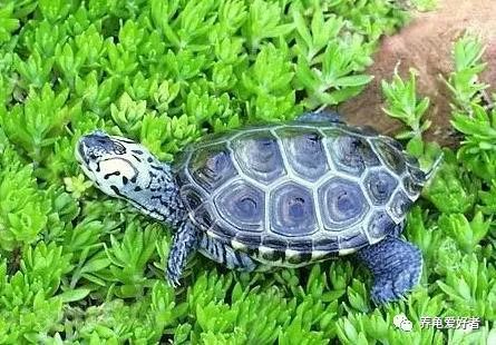 养龟水里长绿藻怎么去除,观赏龟有虫怎么办