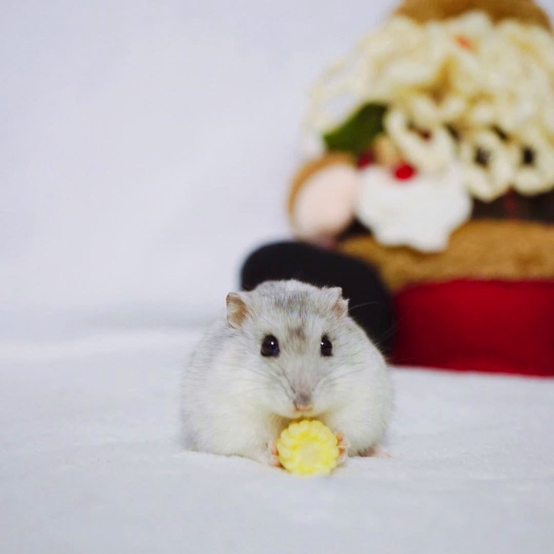 仓鼠生日蛋糕不用羊奶粉,仓鼠要过生日了怎么给它准备礼