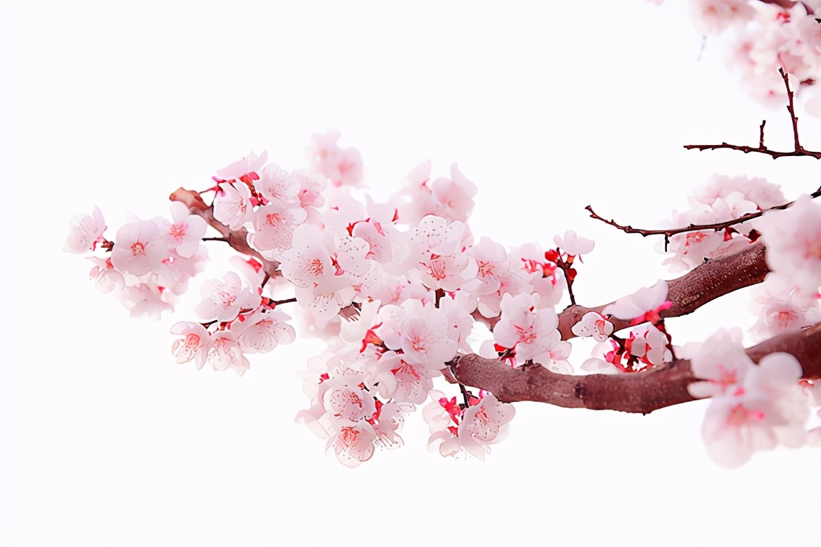 梅李桃樱杏如何区分,梅杏桃李樱梨海棠怎么区分