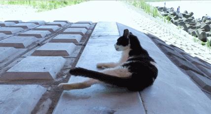 怎么判断猫是生病还是性格好,怎么看猫才能判断出猫的性格