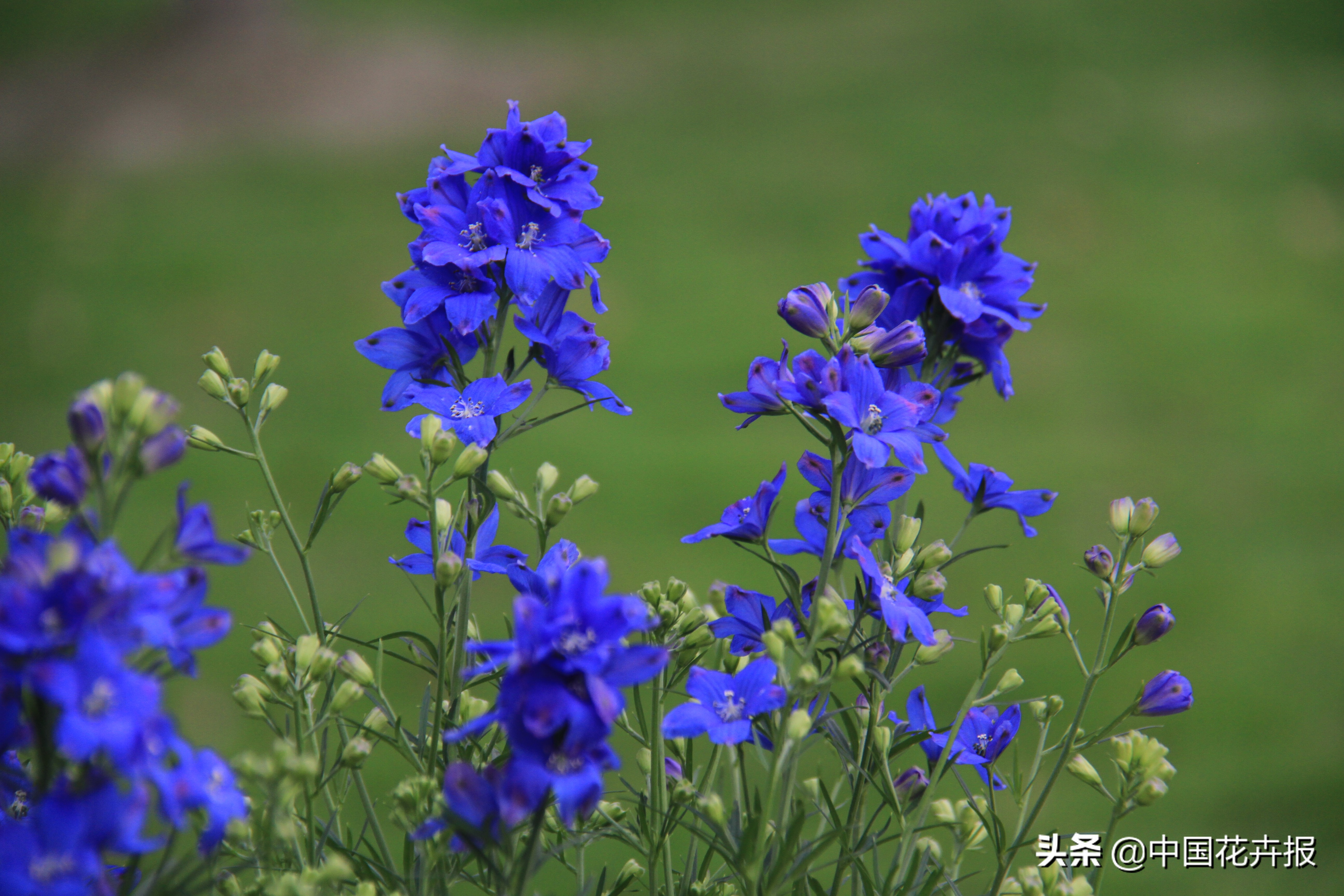 适合花园的花花草草,如何打造四季都有花的花园