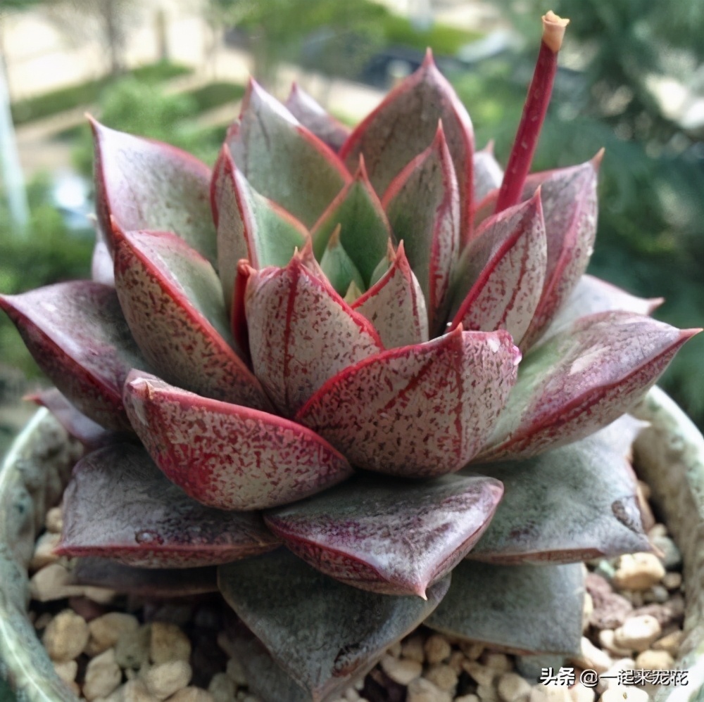 多肉怎么养能出锦,多肉怎么养会出锦