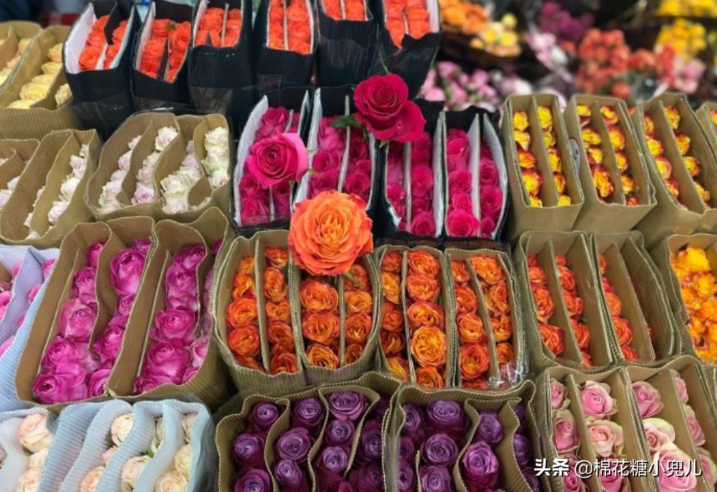 北京盆栽花卉批发市场,北京众兴花卉批发市场