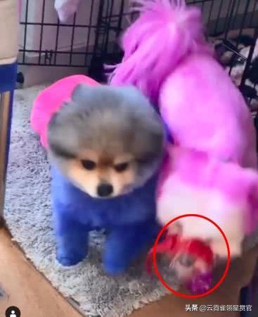 美国28岁女子被自家宠物狗咬死,美国23岁女孩遭虐待