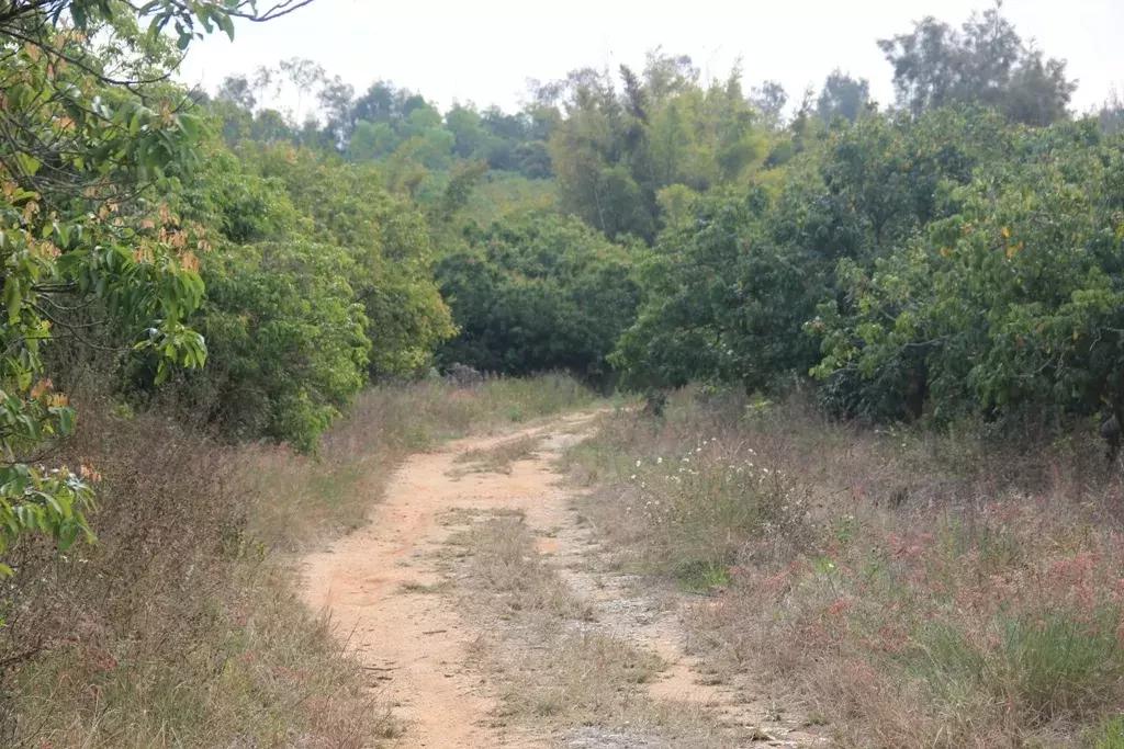 沉香树长什么样子的图片,沉香树有哪些种类和图片