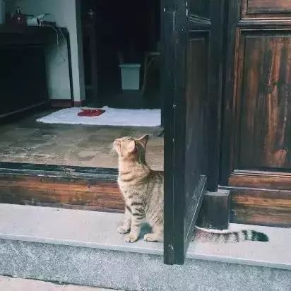 全国首家七星宠物度假酒店,最豪华的宠物酒店