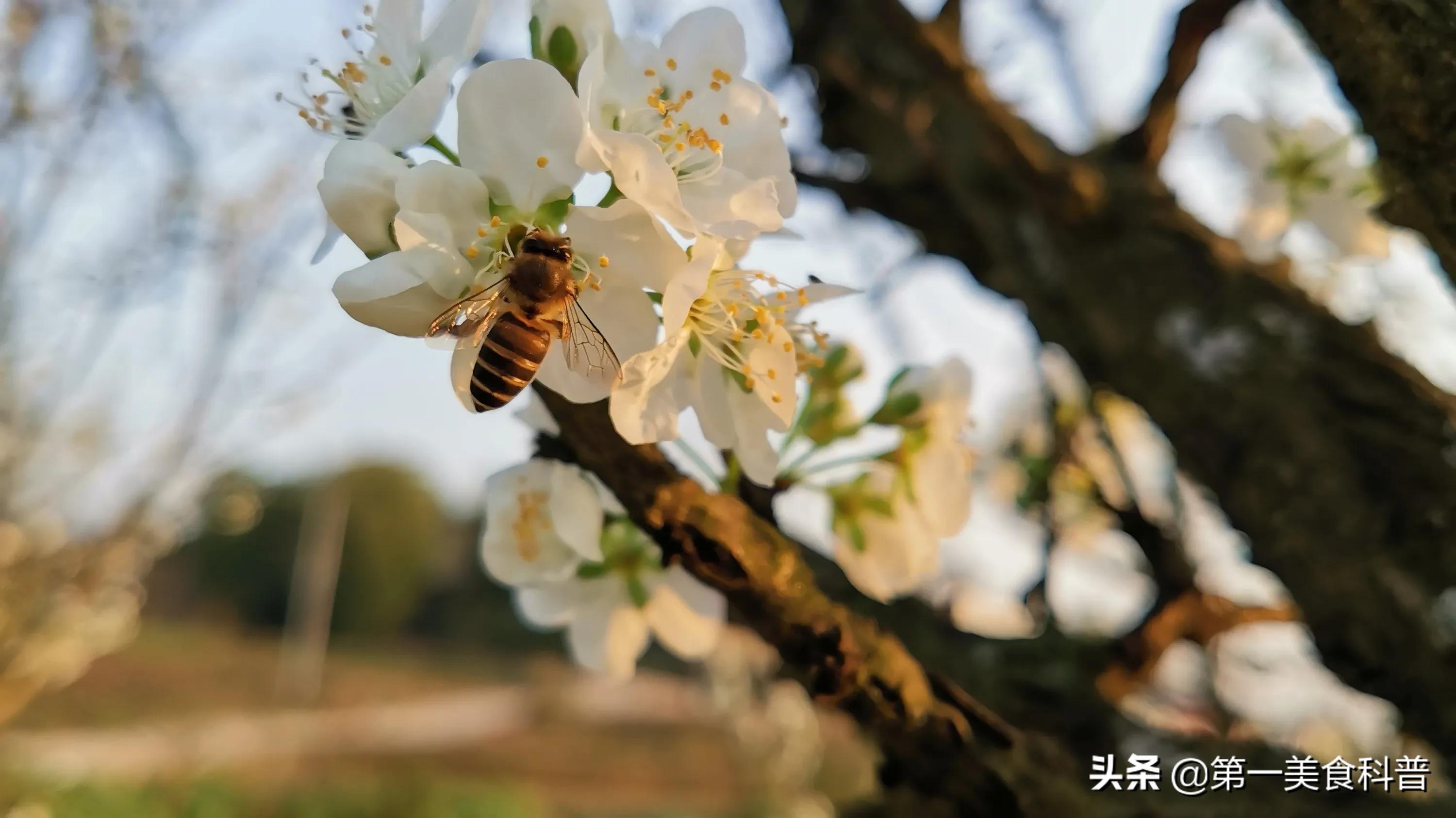 路边卖的芝麻油有害,传统纯小磨芝麻油