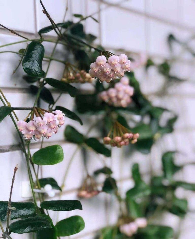 家里养兰实用技艺,如何养球兰能开花