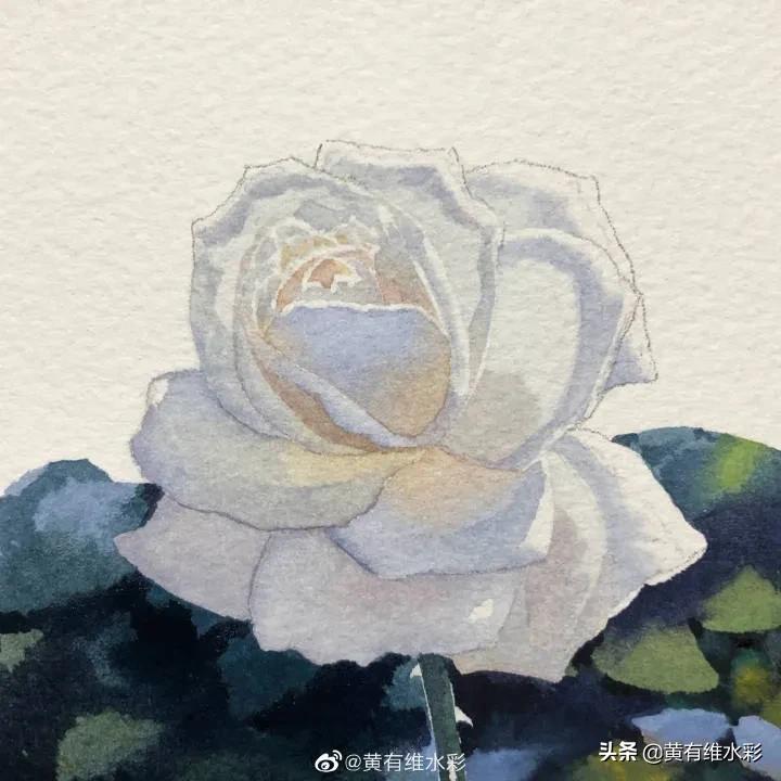 这朵白玫瑰99.99％是水，花瓣看起来很通透