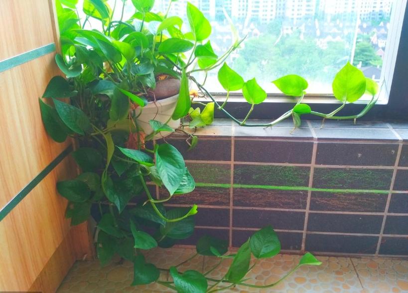 绿萝为什么养到最后变黄变蔫掉了,绿萝换土后发蔫发黄