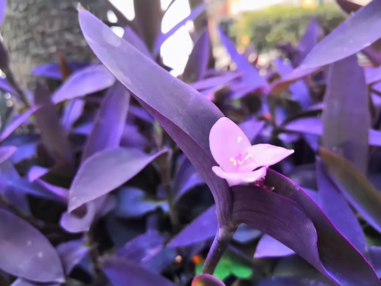 懒人最喜欢养吊兰轻轻松松养爆盆,吊兰用什么盆栽比较好养