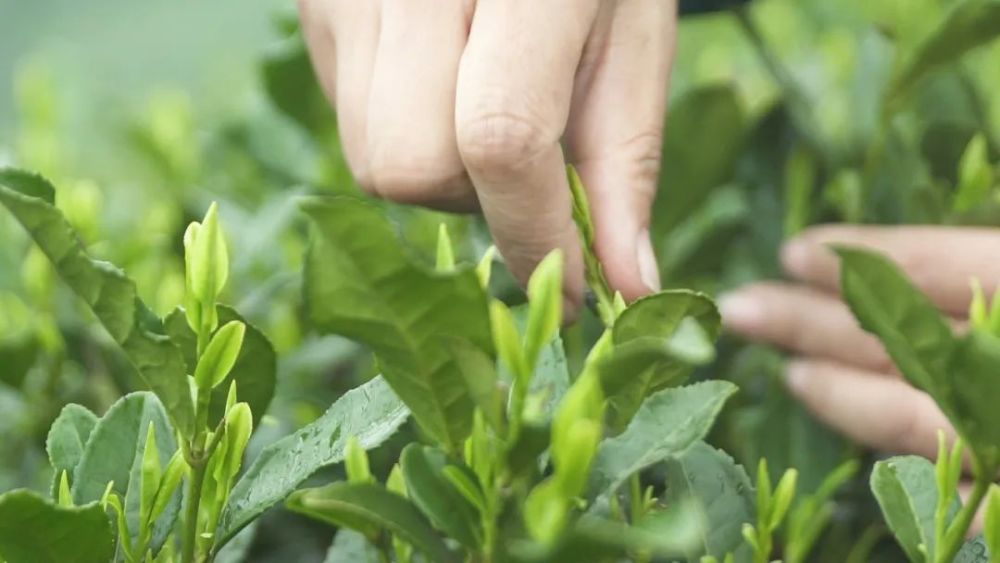茶叶的采摘标准解释,茶叶的采摘分为哪三种