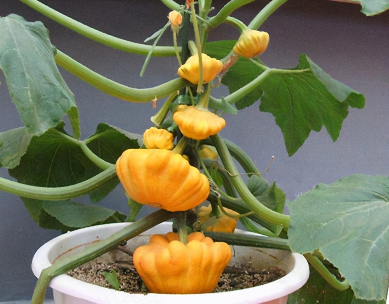 莲花果属于什么植物,莲花果介绍