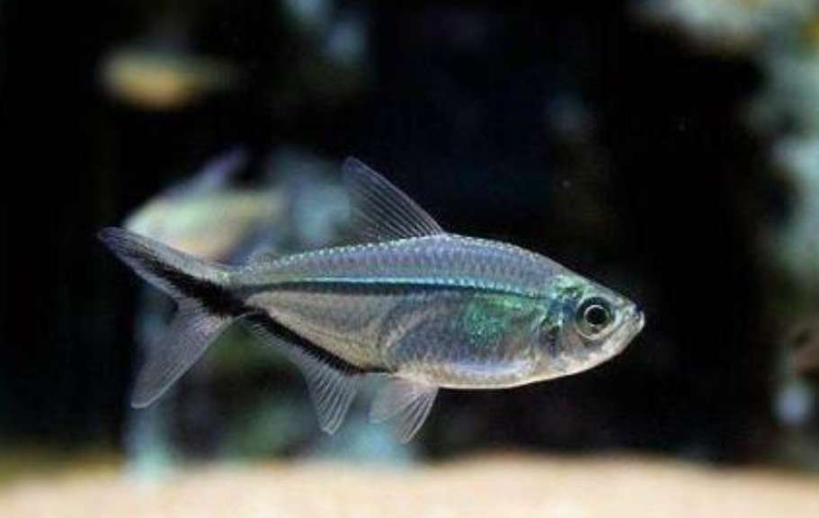 灯科鱼为什么在小缸里养不活,草缸少见的灯科鱼介绍