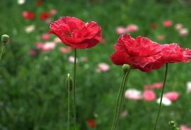 虞美人花赛牡丹,虞美人开花了太漂亮了