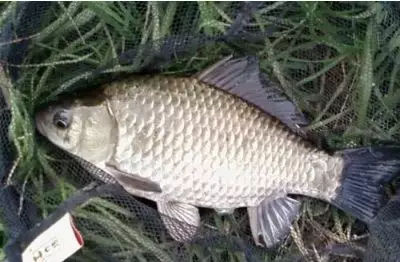 冬天筏竿串钩钓鲫鱼技术,冬天钓大板鲫用手竿好还是串钩好