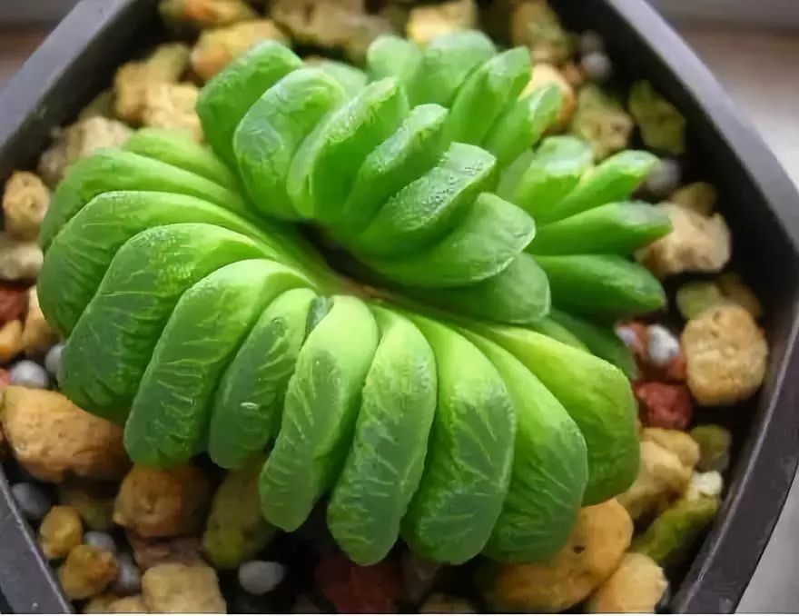 世界十大漂亮名贵花卉,植物研究世界名贵花卉