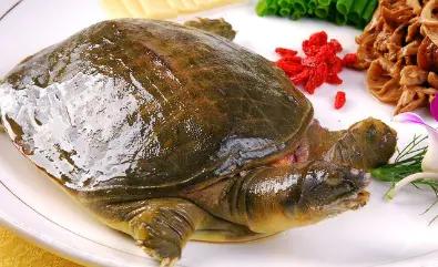 被甲鱼咬怎么办,被甲鱼咬了该怎么办