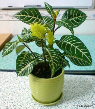 养好花六大关键十年养花经验总结,各种花卉养花技巧知识大全合集