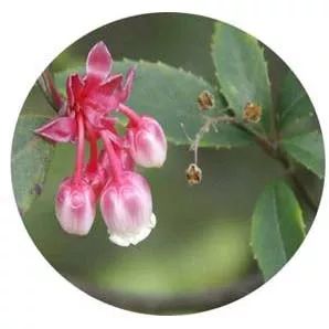 全部金木水火土五行五系植物介绍,五种植物代表五行