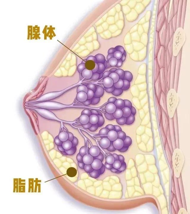 女朋友的胸，为什么忽大忽小？