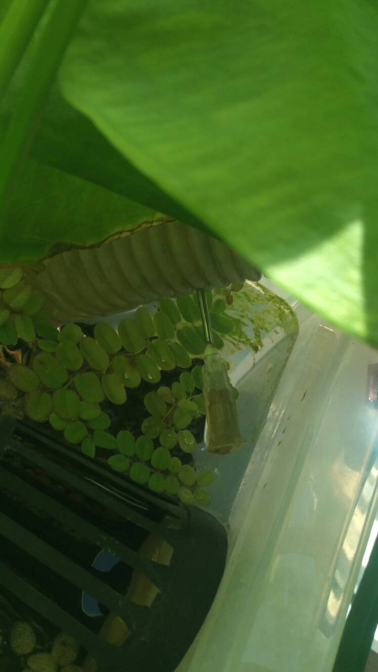 沼泽过滤鱼缸怎么开缸,沼泽缸开缸教程