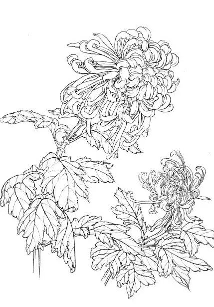 中国画菊花作品集锦,菊花花瓣白描的详细步骤