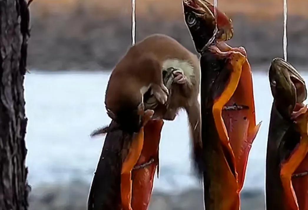 捕捉黄大仙的方法有哪些,黄大仙为什么怕黄鼠狼