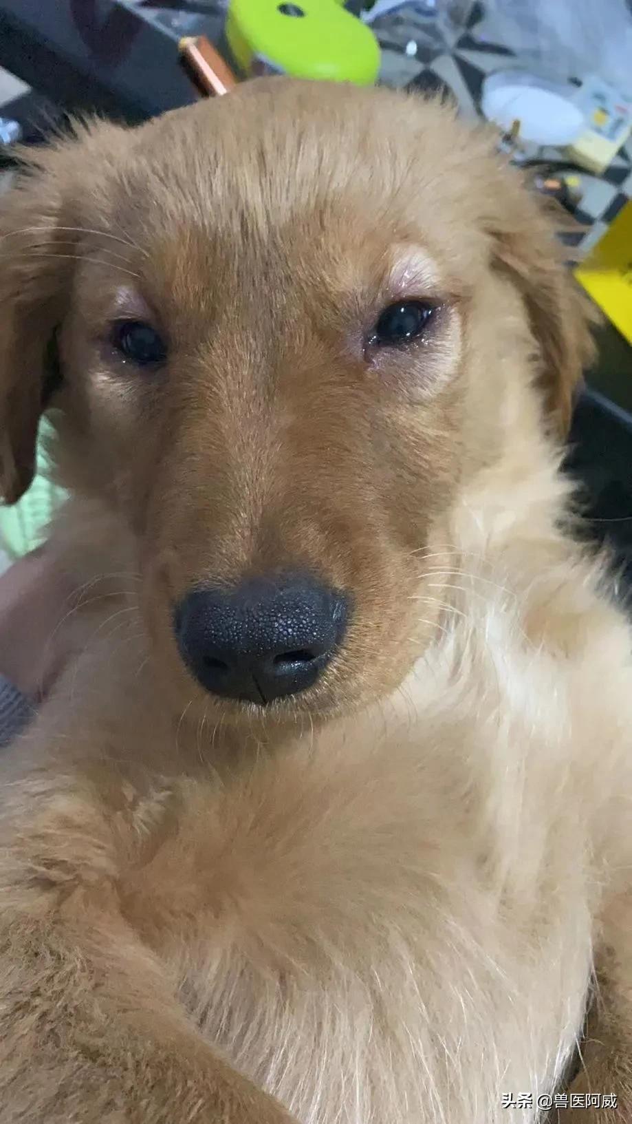 犬肺水肿治疗方法,一例犬急性肾衰竭的诊治