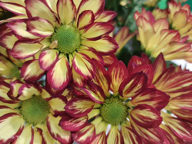 vivot1系列发布时间,vivoT1系列将发布