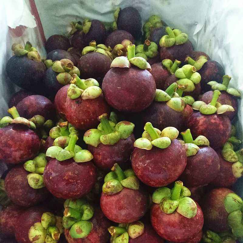 怎样挑山竹硬的还是软的,挑山竹最正确的方法