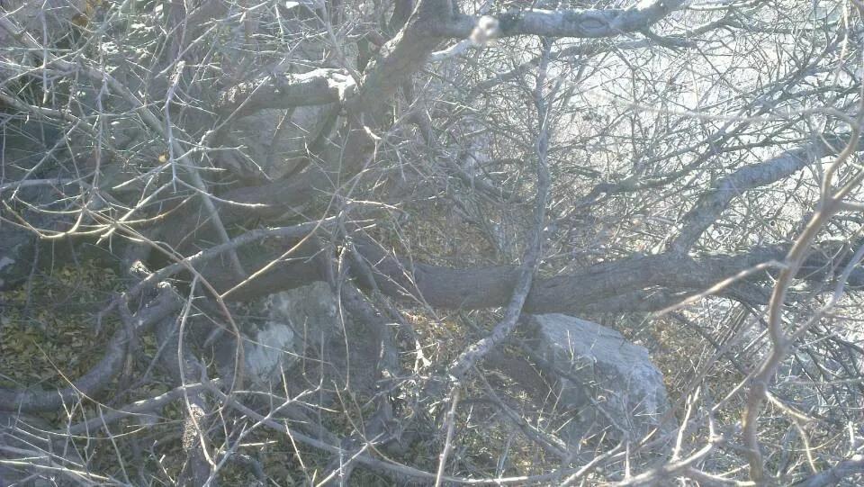 麻梨疙瘩与紫琉璃是一种东西吗,麻梨疙瘩和火琉璃有哪些区别