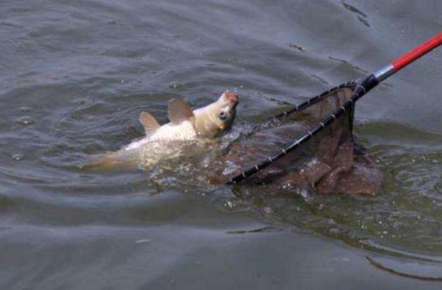 野钓河水钓位怎么选择最好,河道野钓如何选钓位图解