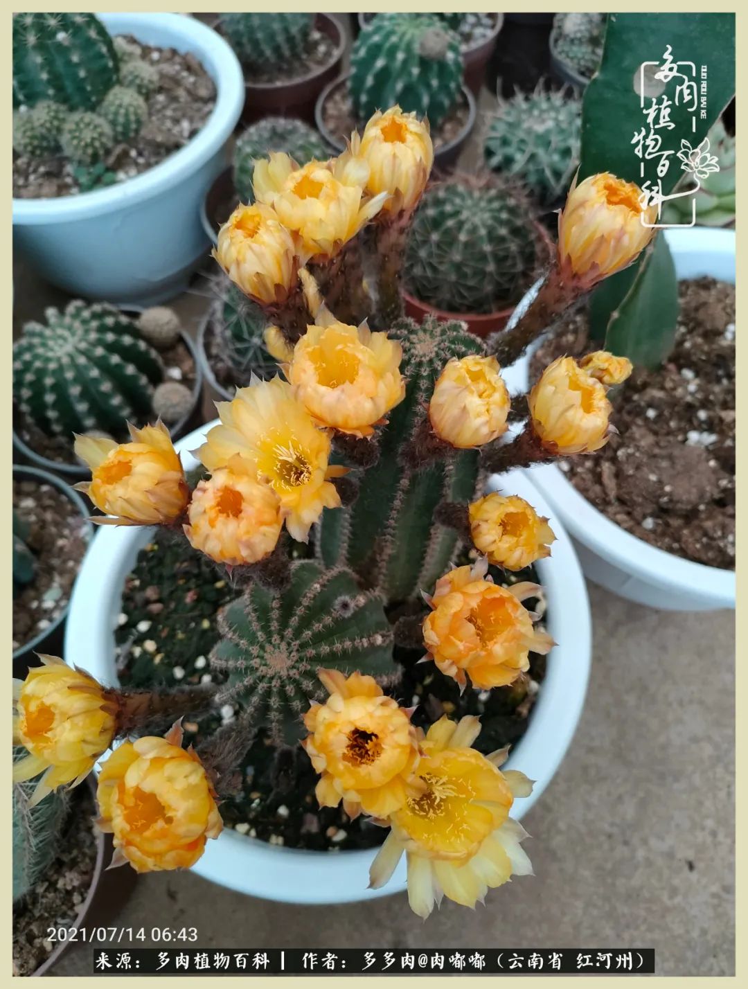 这个春天我们一起去赏花,这个季节我们一起去看花