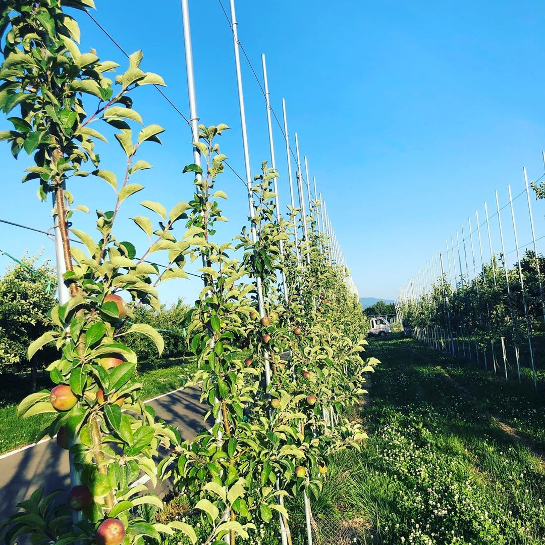 日本青森苹果图片,走进青森苹果园