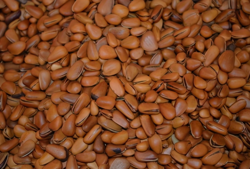 爬树打松子人工费一般多少钱一天,东北松子爬树采摘过程