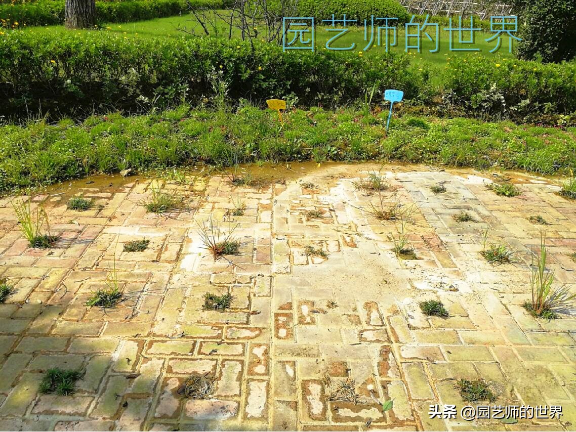 花园科学实验,花园案例及解析