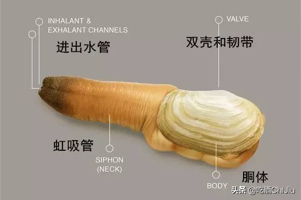 长相难以启齿的象拔蚌,当年餐桌上可是炙手可热!